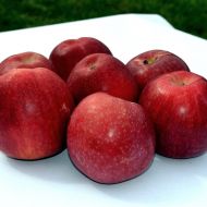 Саджанець Яблуня  Слава Переможцям в контейнері